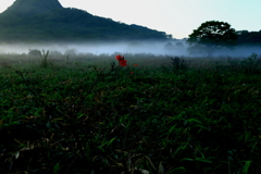 朝霧に包まれて、