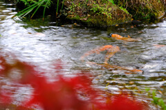 名水赤見湧水