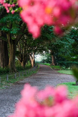 散歩道 