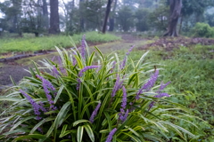 雨の朝