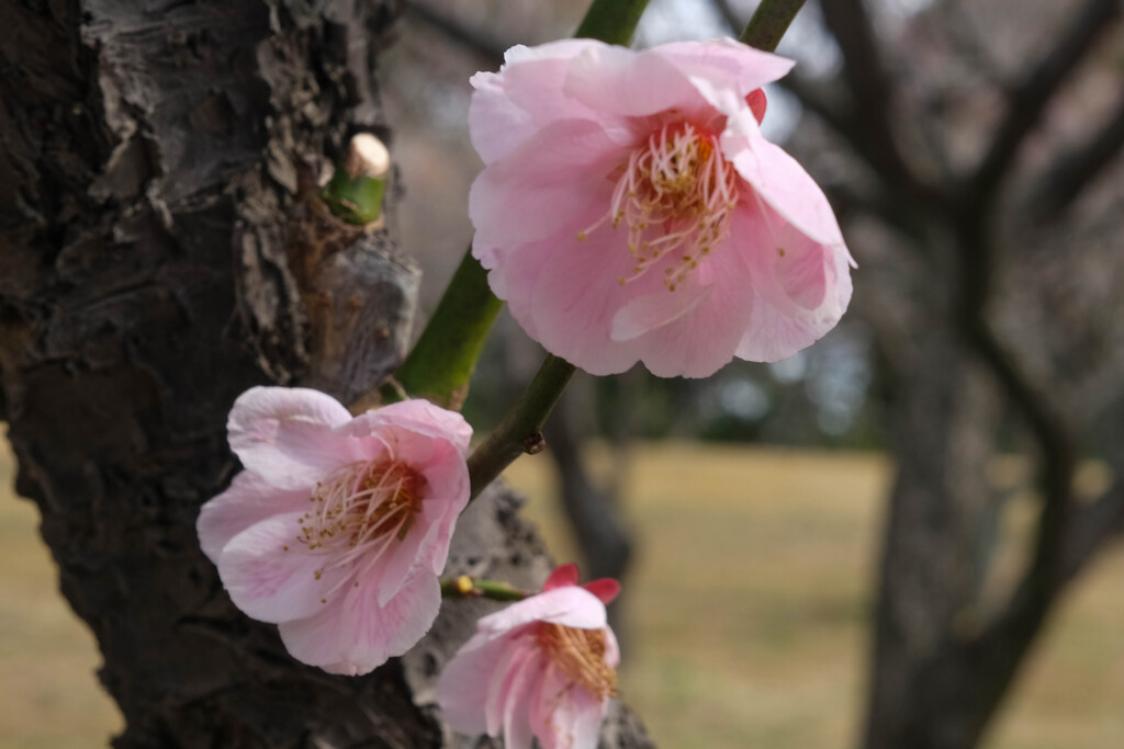 南公園