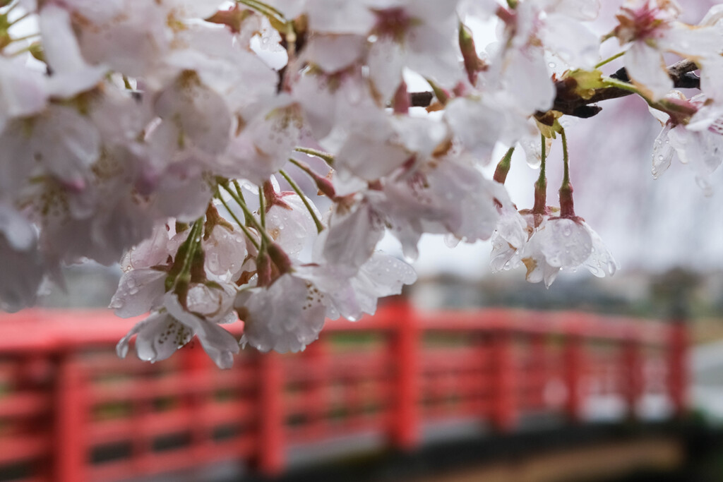 涙雨の散歩道