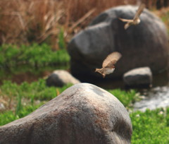 こどもの国公園、