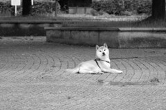 古墳公園のコテツ君