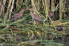 波志江野鳥の楽園Ⅲ