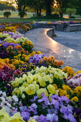 輝く花園　大室公園