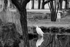 せせらぎ公園朝の顔