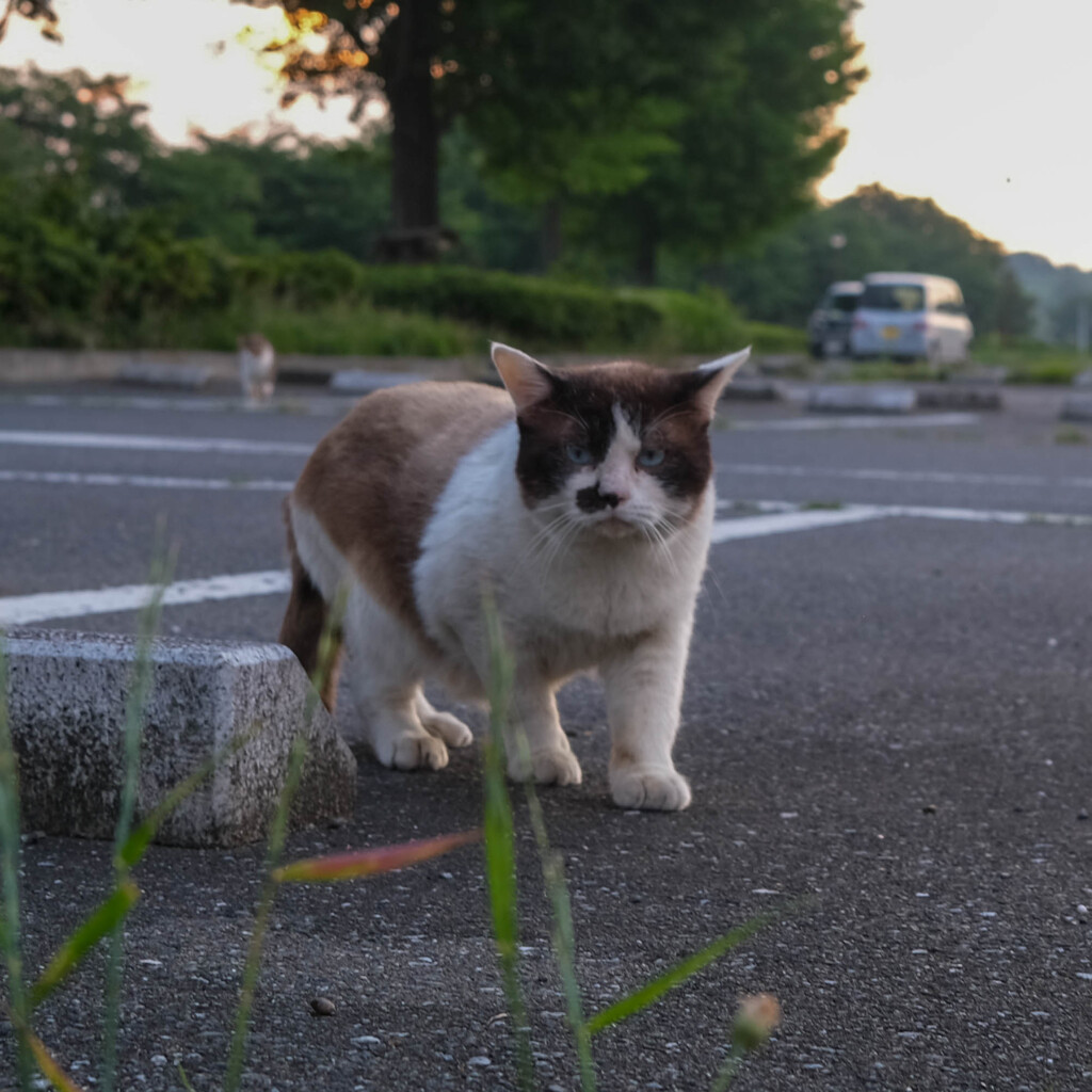 吾輩は猫である