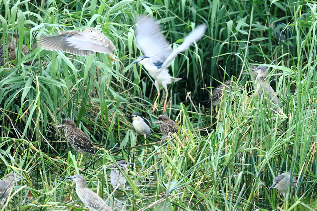 野鳥の楽園