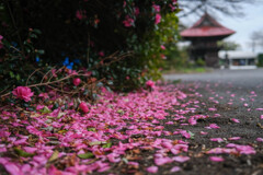 雨の薬師堂