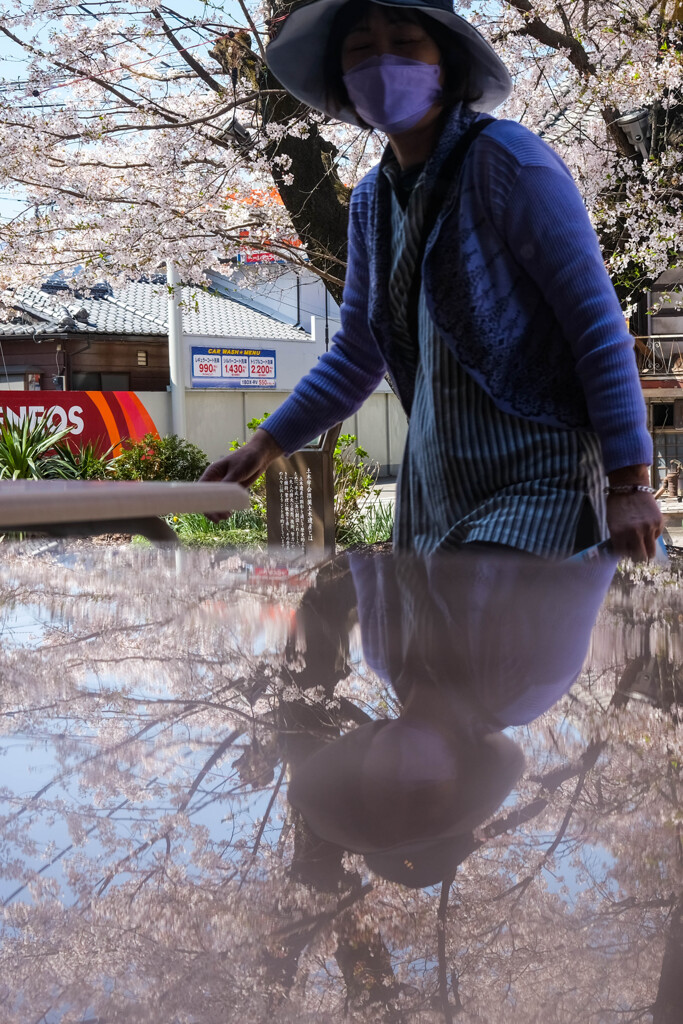 城下町の桜