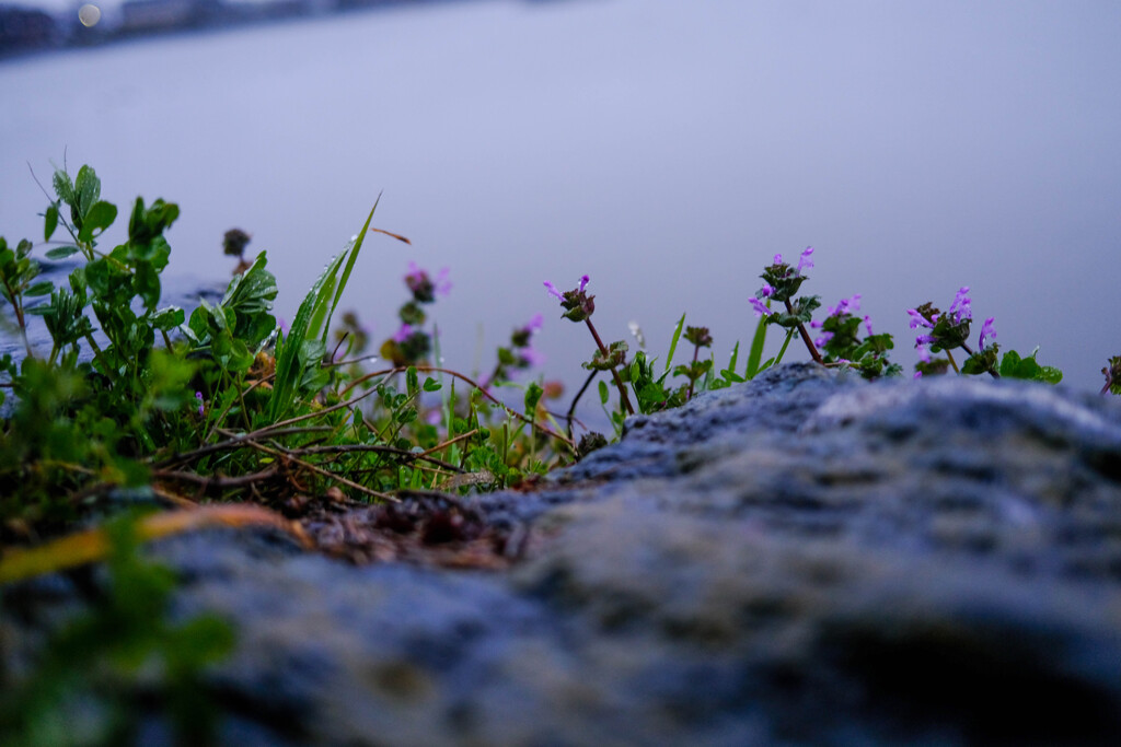 雨の散歩道