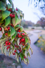 紅い散歩道