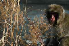 渡良瀬渓谷鉄道