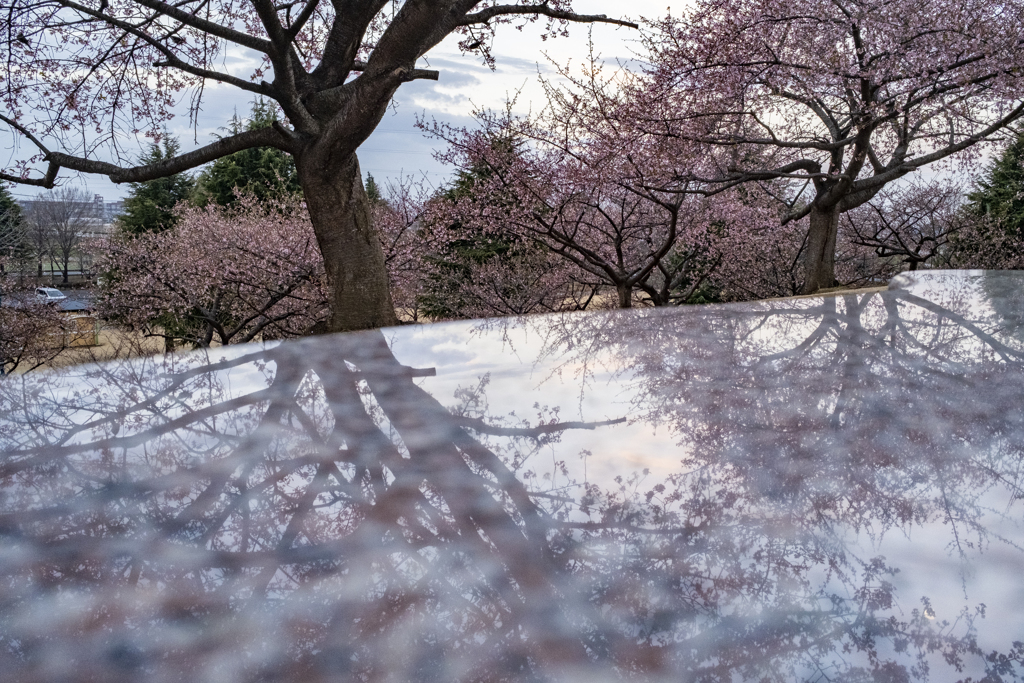 私のお花見、 