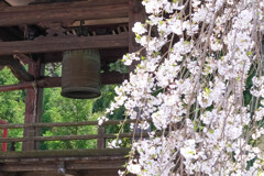 鐘と桜　正福寺