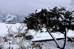魚沼SA　積雪でお出迎え、