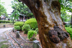 鑁阿寺　