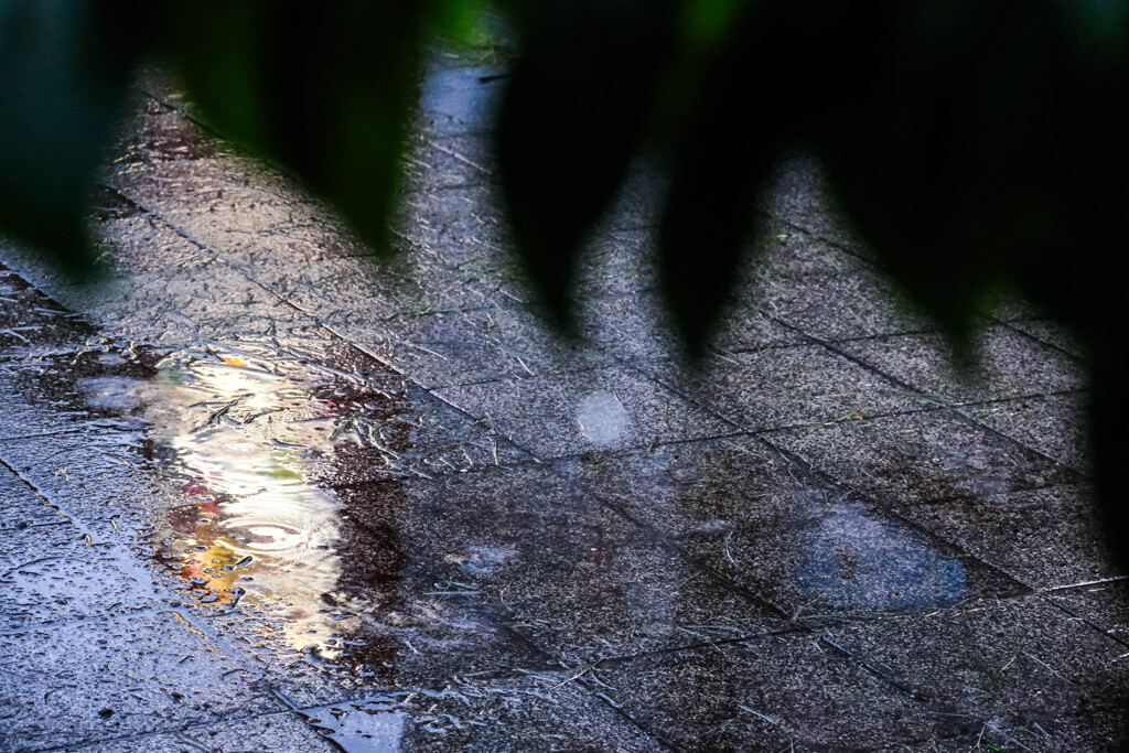 雨の散歩道