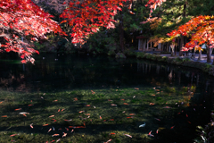 湧水池（出流原湧水）