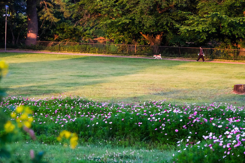 公園散歩