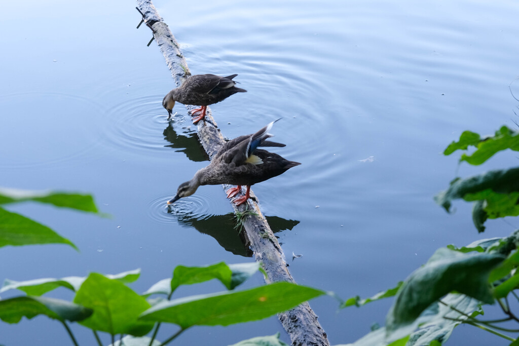 のどかな湖畔