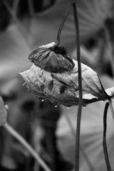 雨の蓮池（伊与久沼）