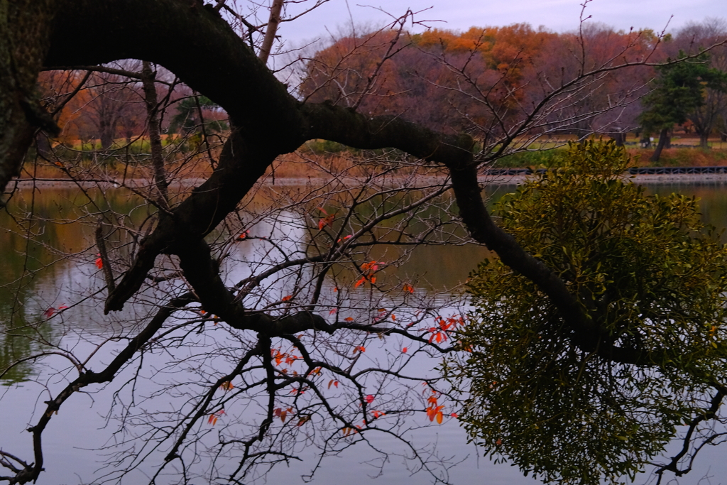 大室公園　早朝散歩、2
