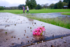 雨上がりの散歩道