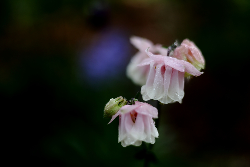 雨の朝、