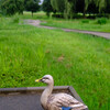 朝の公園