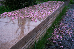 雨の公園　