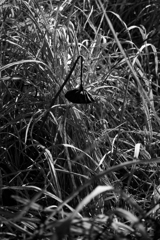 散歩道（蓮池）