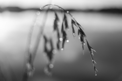 雨の散歩道