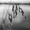 雨の散歩道