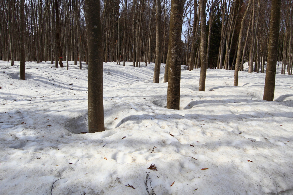 春を待つ美人林、