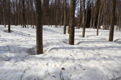 春を待つ美人林、