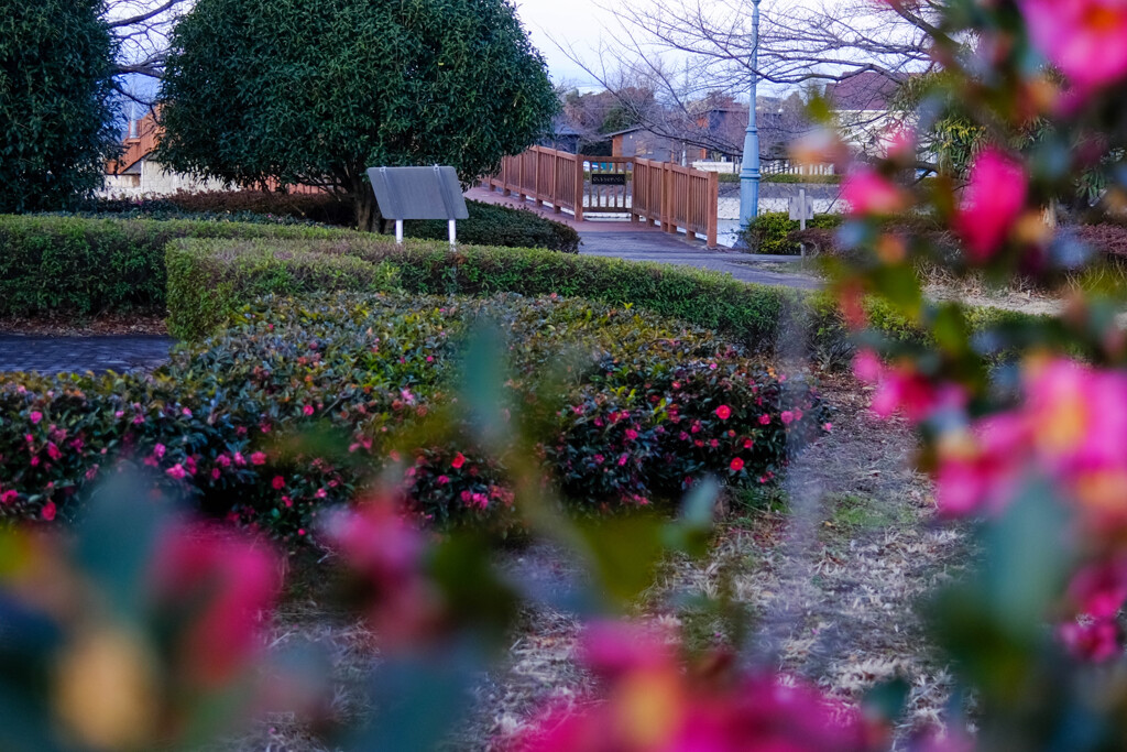 散歩道 