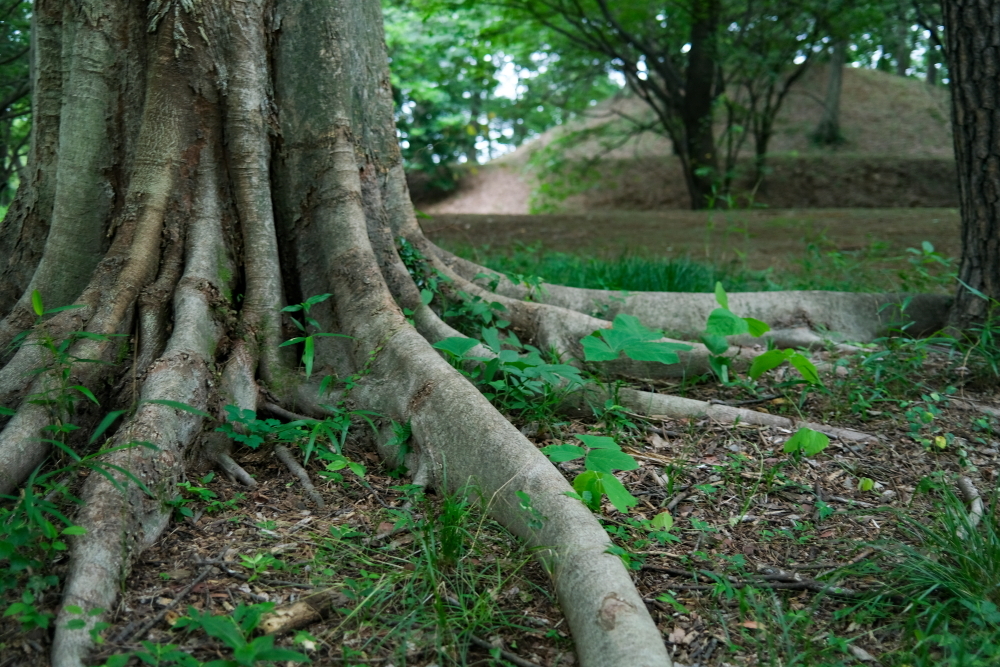 古墳公園