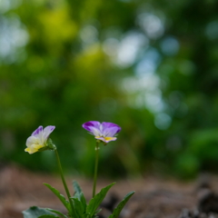 散歩道　小さなお花