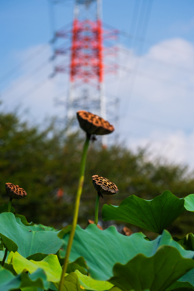 蓮池散歩