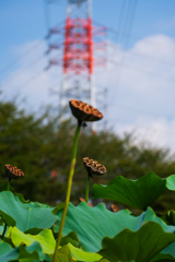 蓮池散歩