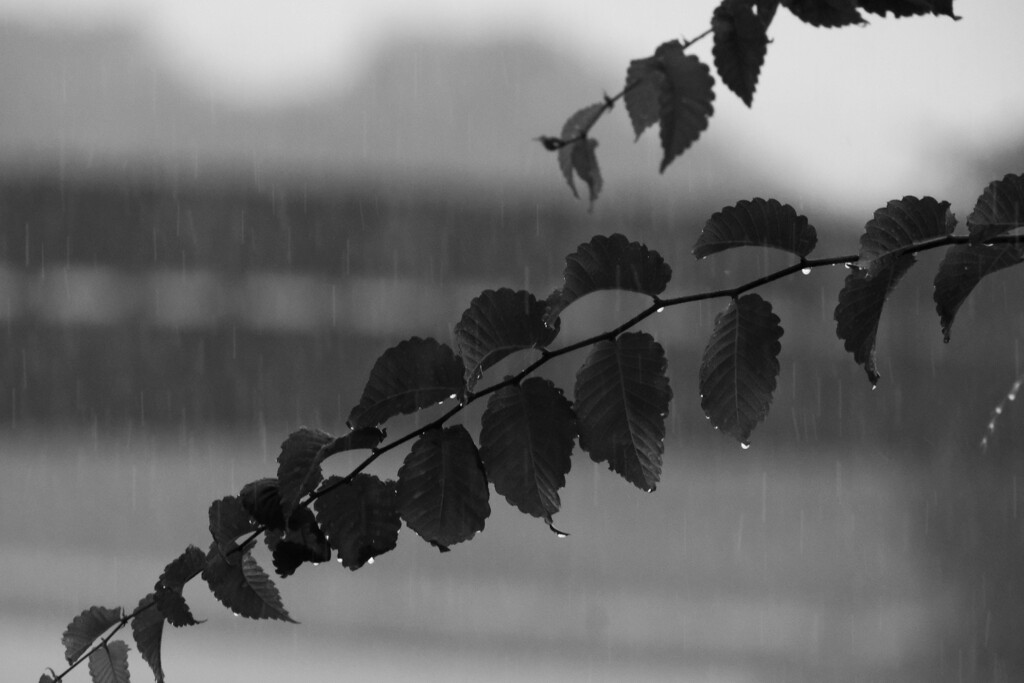 雨の朝