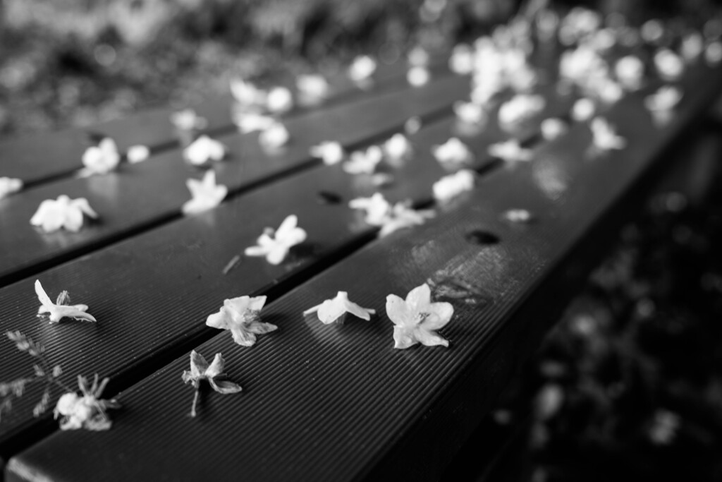 雨の散歩道　