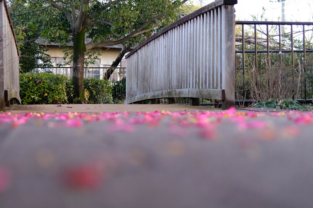 湖畔の散歩道