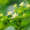 静かな開花、