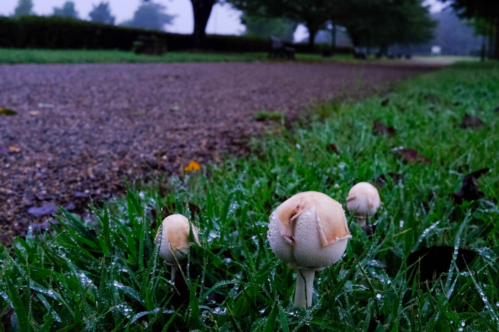 雨の朝