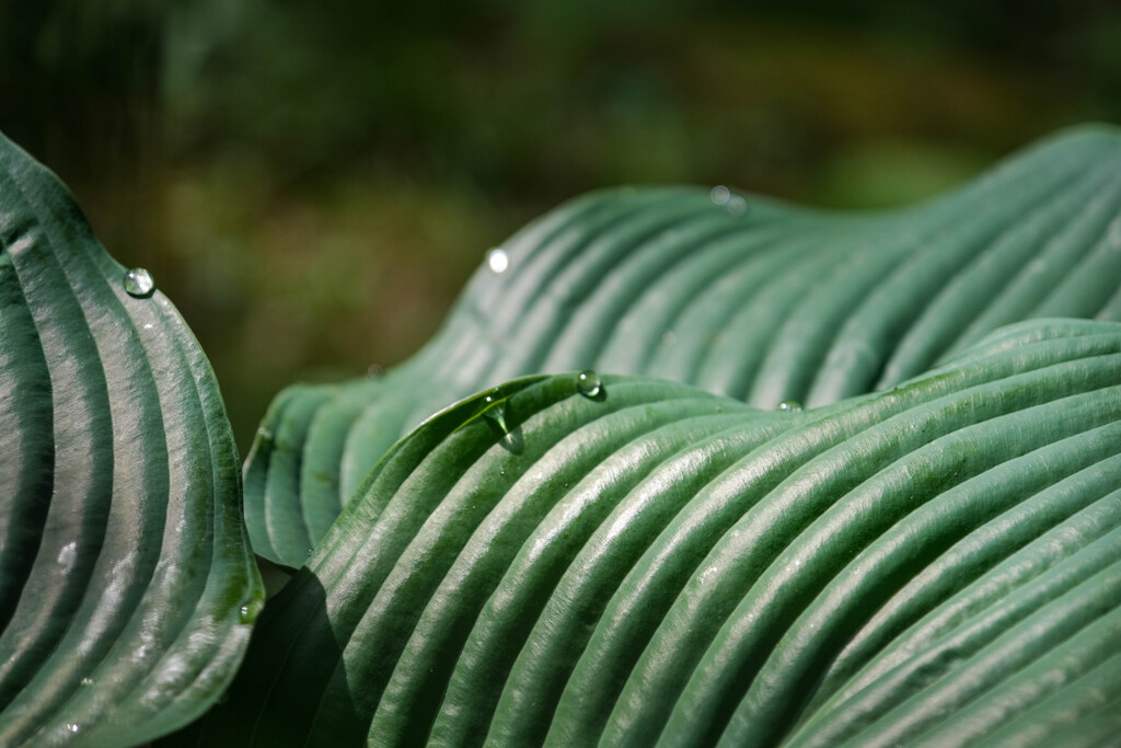 植物園