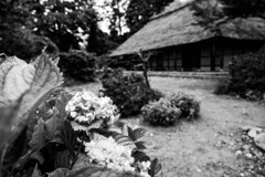 雨の古民家