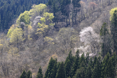 魚沼の春